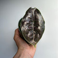 Alocasia Azlanii