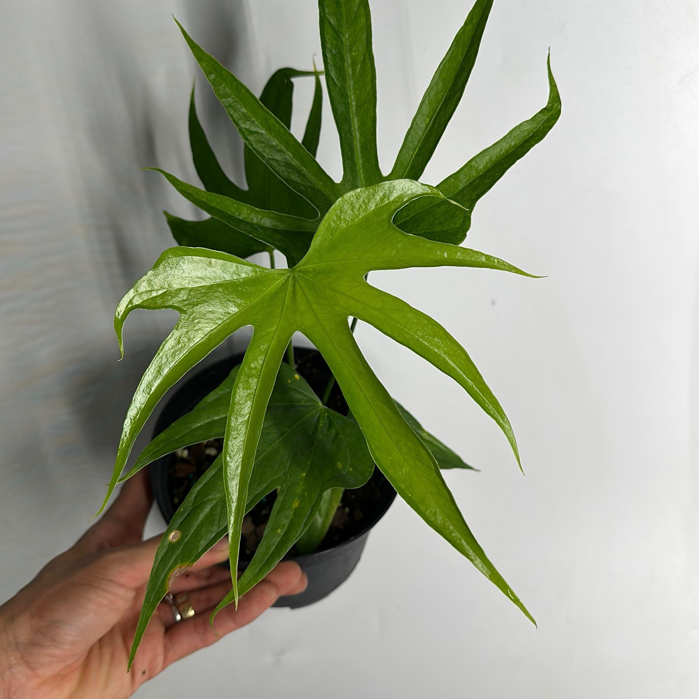 Anthurium Pedatoradiatum Fingers