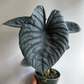Alocasia Nebula 'Elaine'