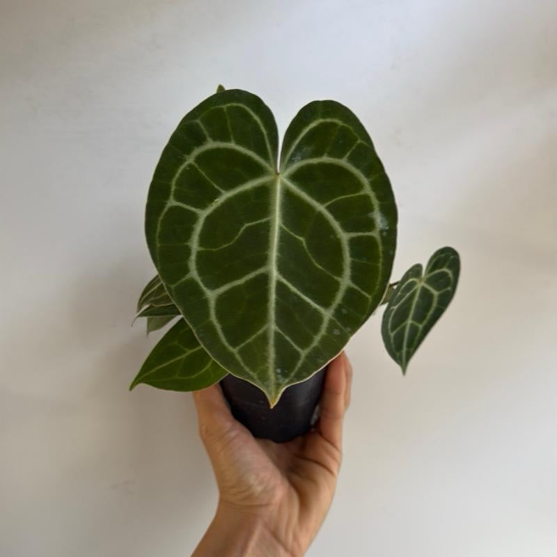 Anthurium King of Clarinervicum