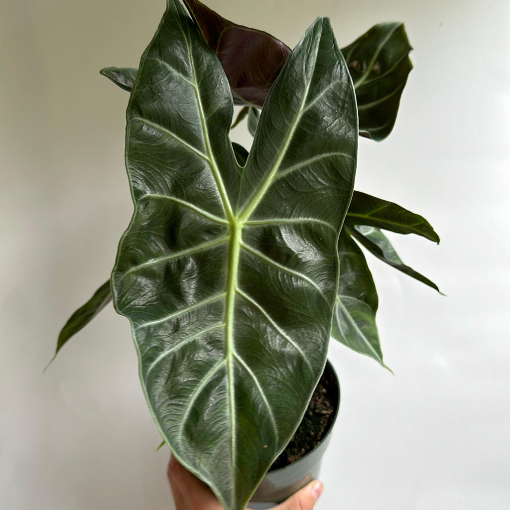 Alocasia 'Pink Dragon Morroco'