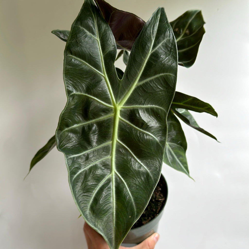 Alocasia 'Pink Dragon Morroco'