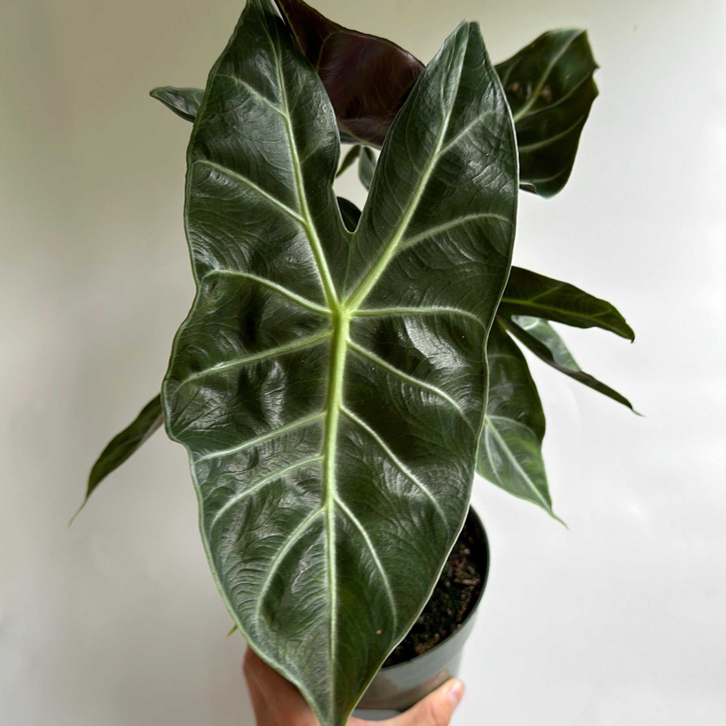 Alocasia 'Pink Dragon Morroco'