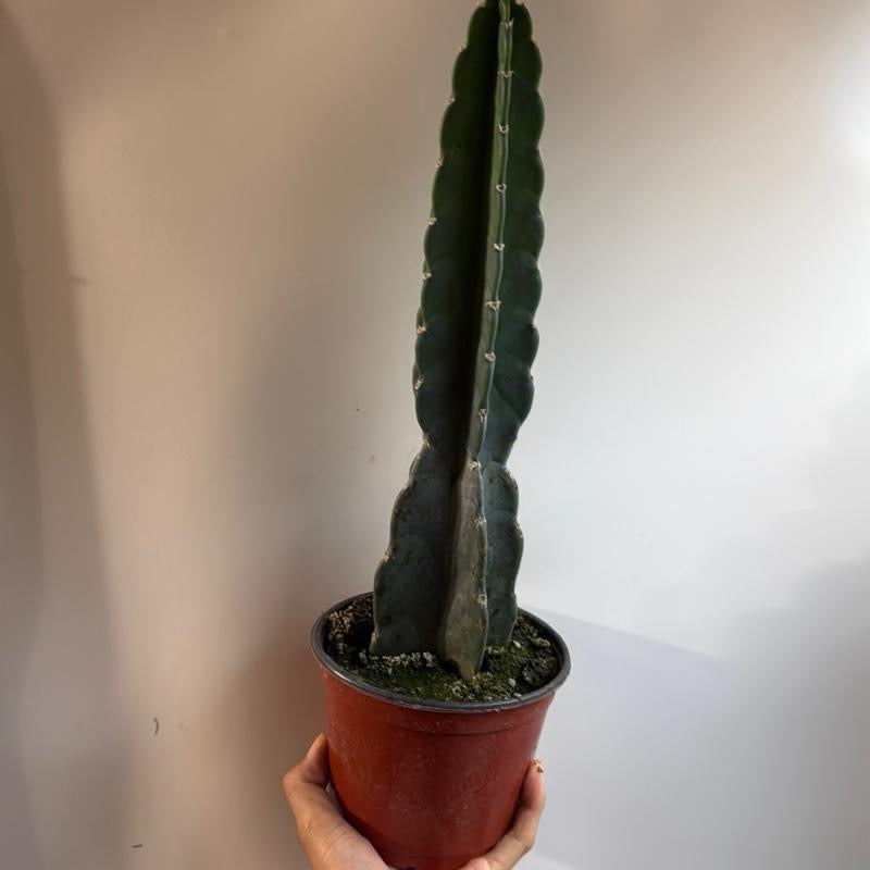 Cuddly Cactus