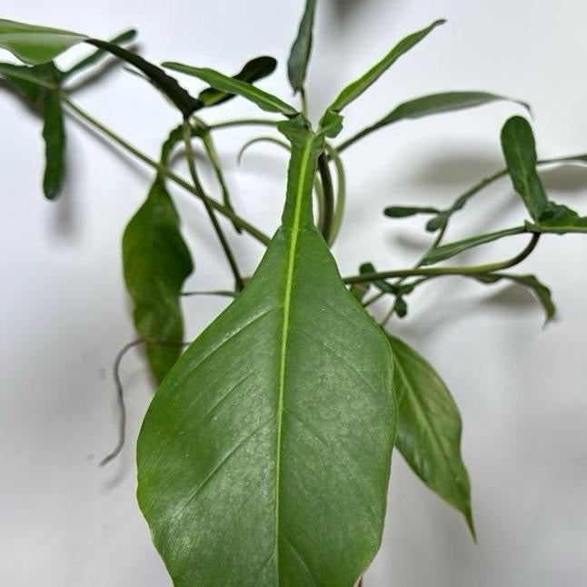 Philodendron Praying Mantis (Philodendron Joepii)
