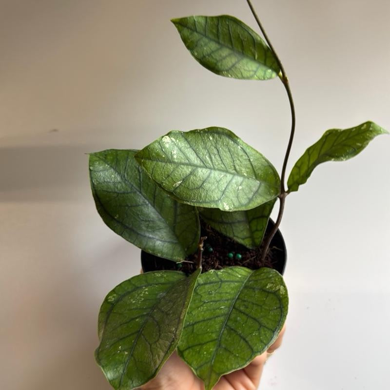 Hoya Ranauensis
