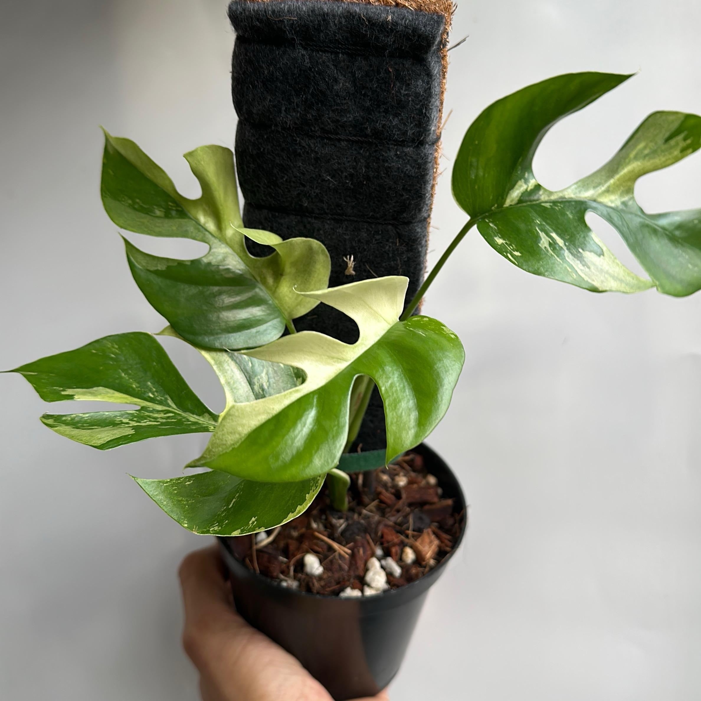 Variegated Rhaphidophora Tetrasperma (Mini Monstera)