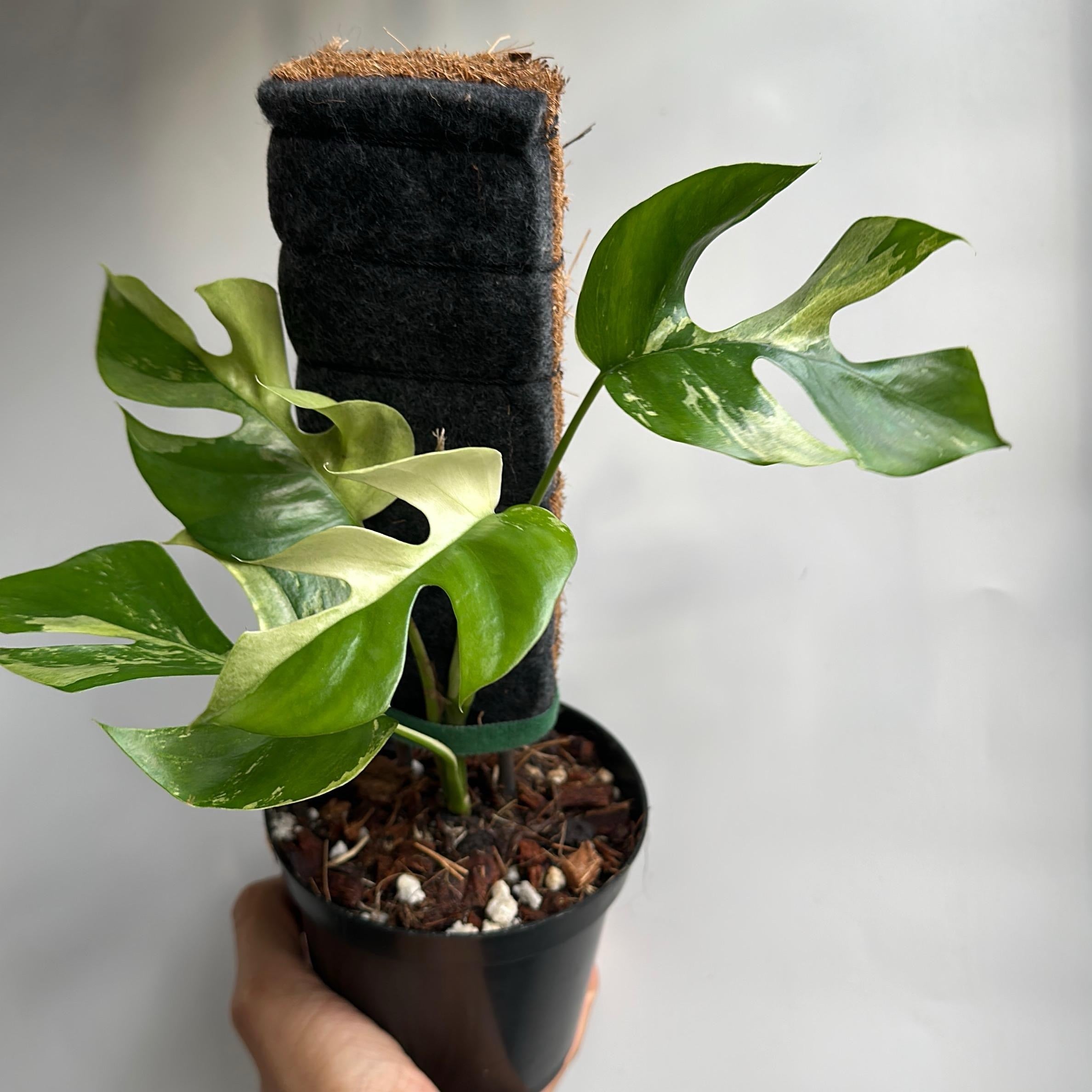 Variegated Rhaphidophora Tetrasperma (Mini Monstera)