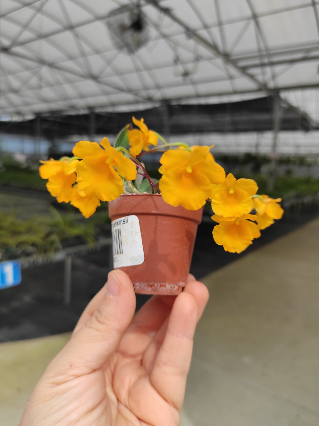 Dendrobium jenkinsii