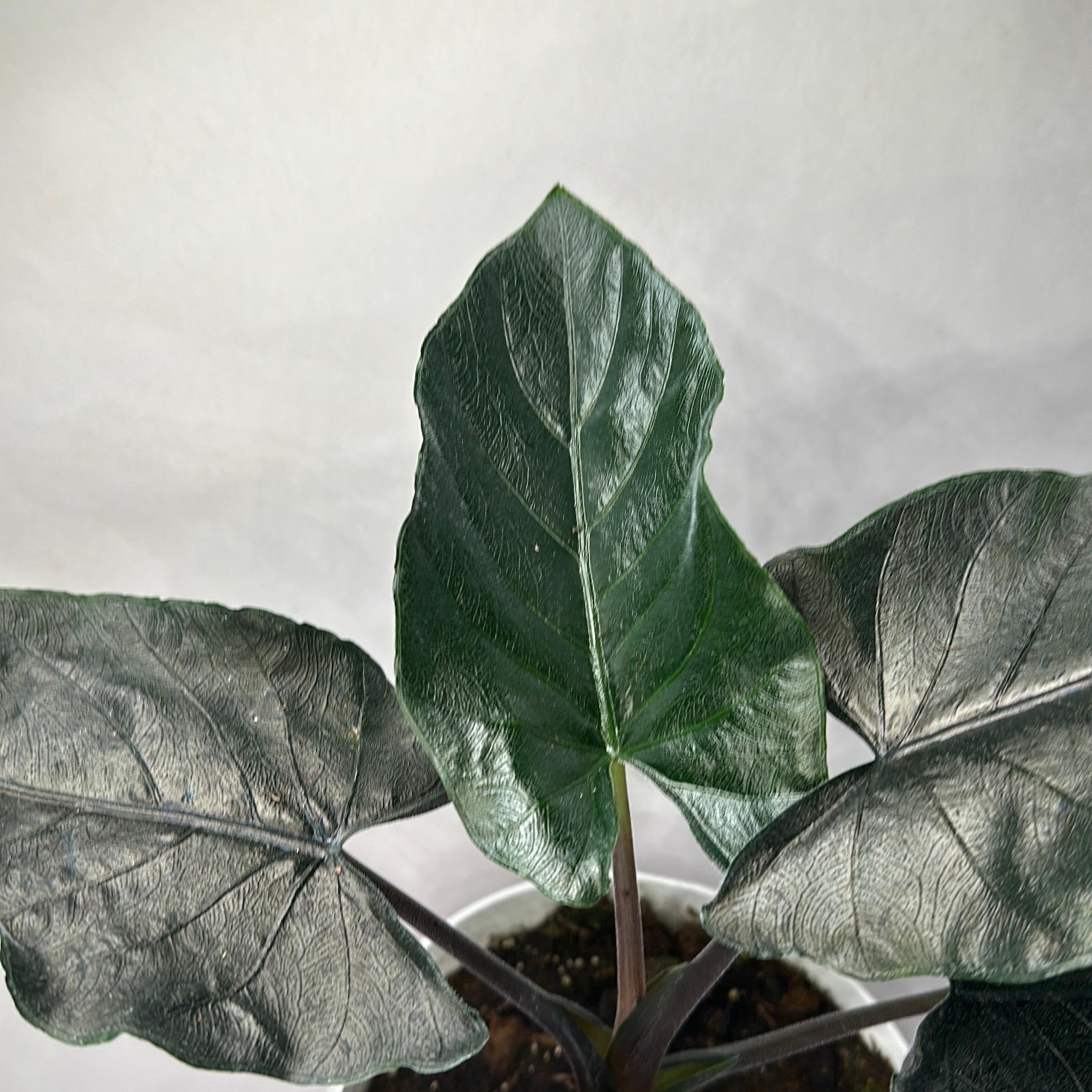 Alocasia Antoro Velvet