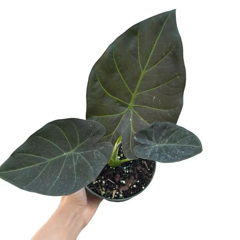Alocasia Regal Shields Sumo