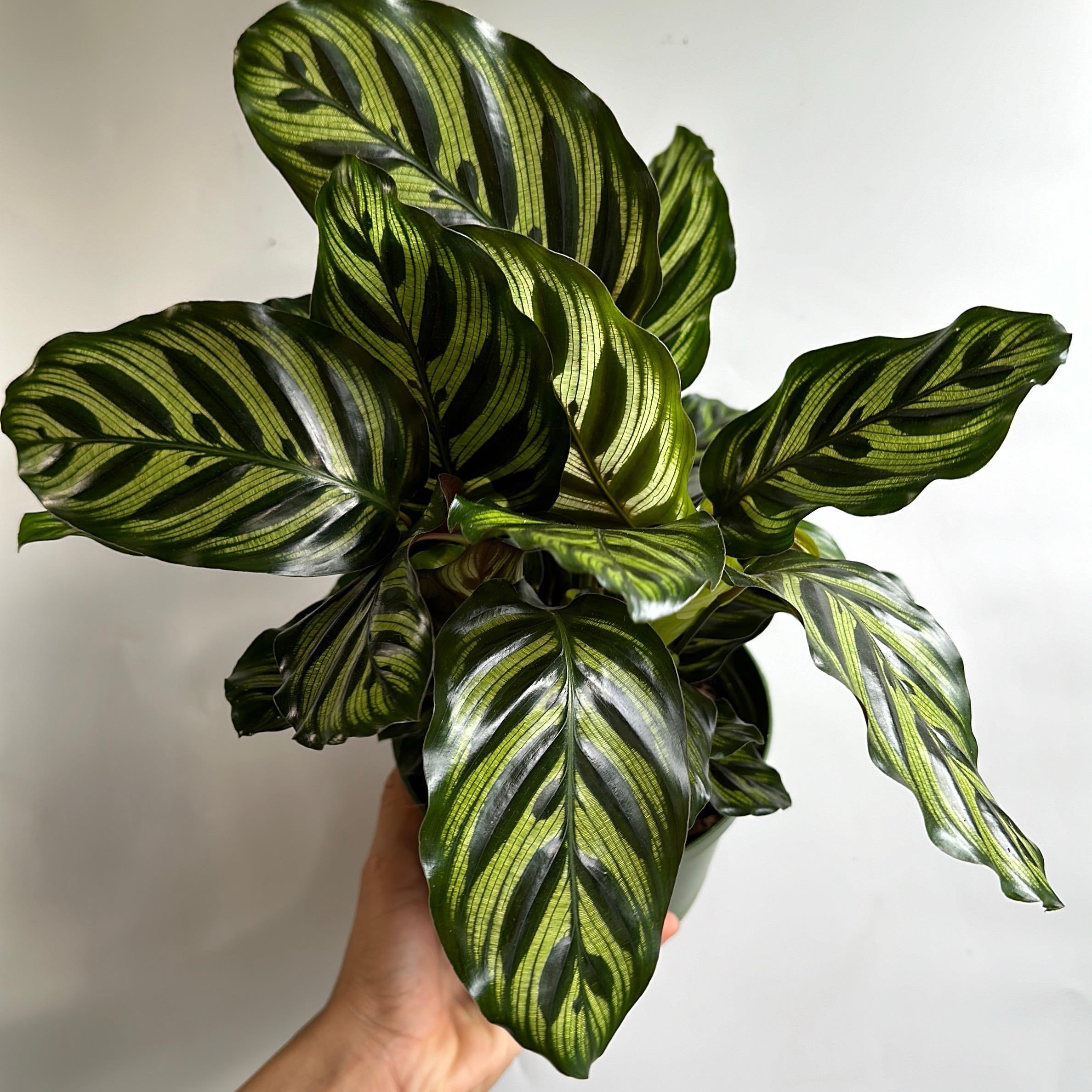 Calathea Makoyana