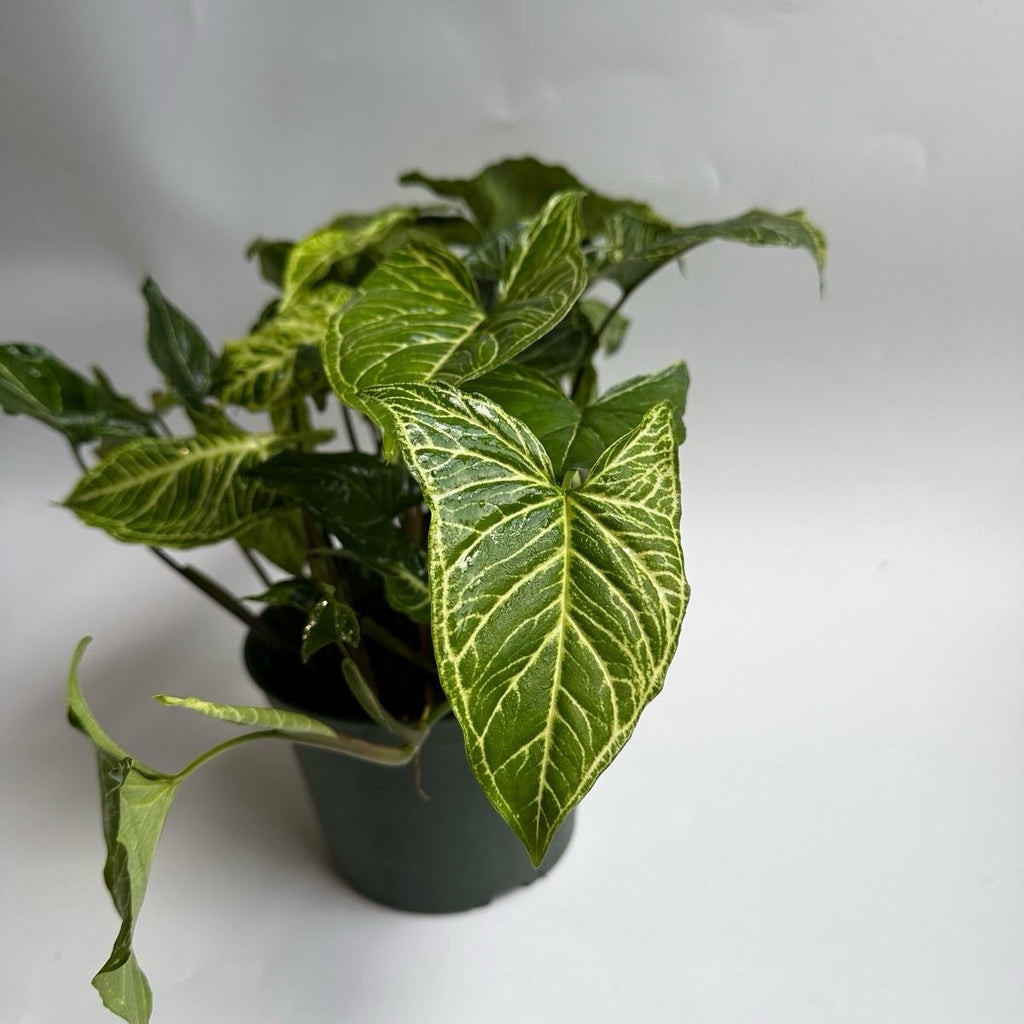 Syngonium Batik
