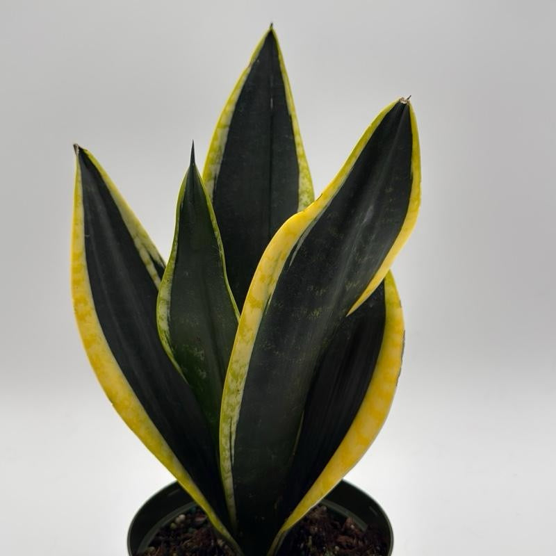 Sansevieria Black Flame 6"