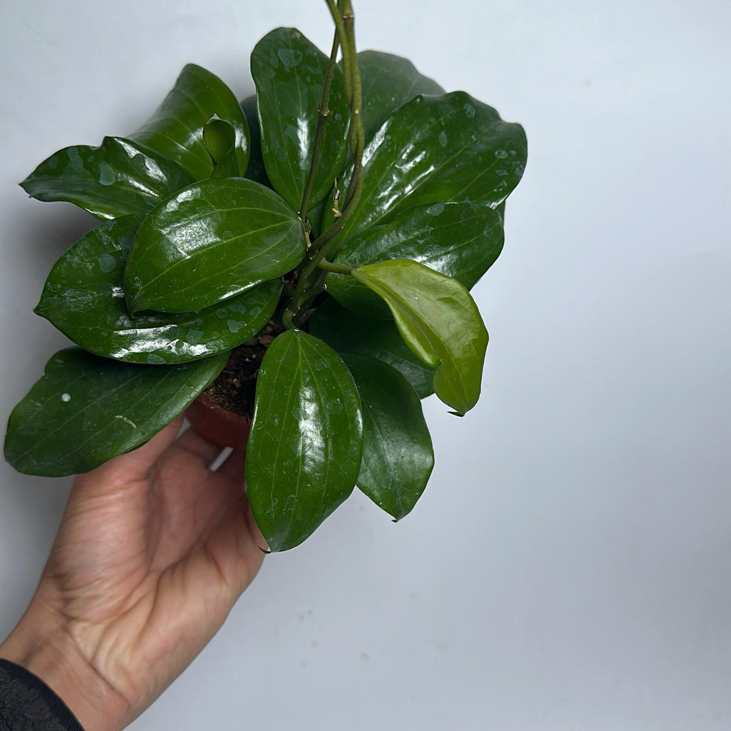 Hoya Quinquenervia