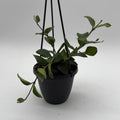 Hoya Nummularioides Hanging Basket