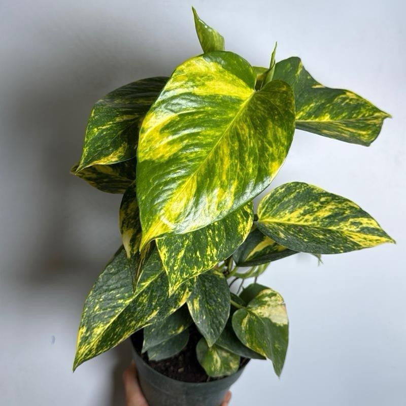 Hawaiian Pothos