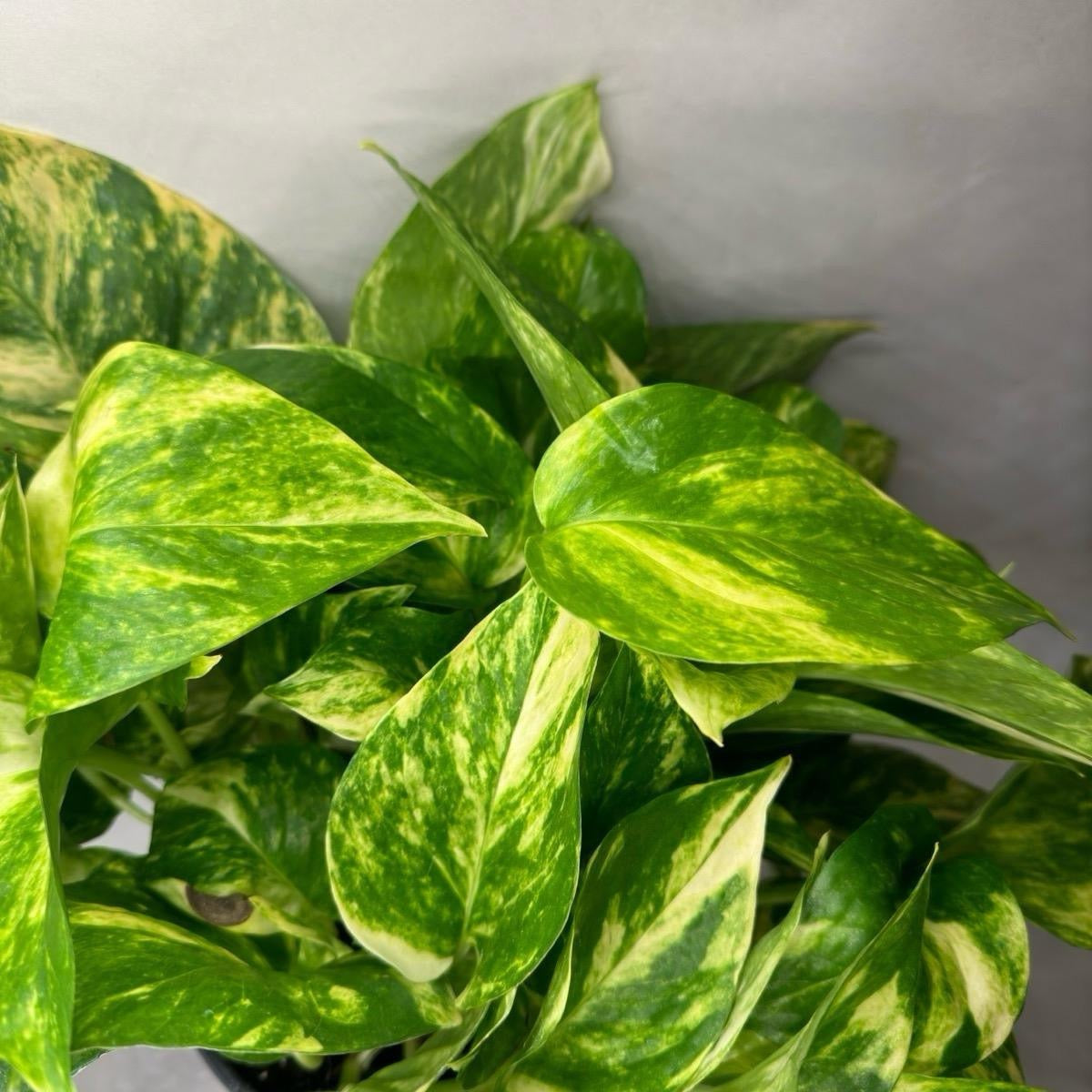 Hawaiian Pothos