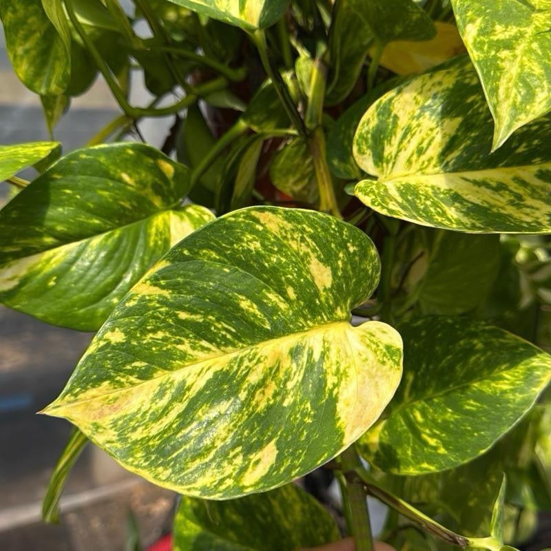 Hawaiian Pothos