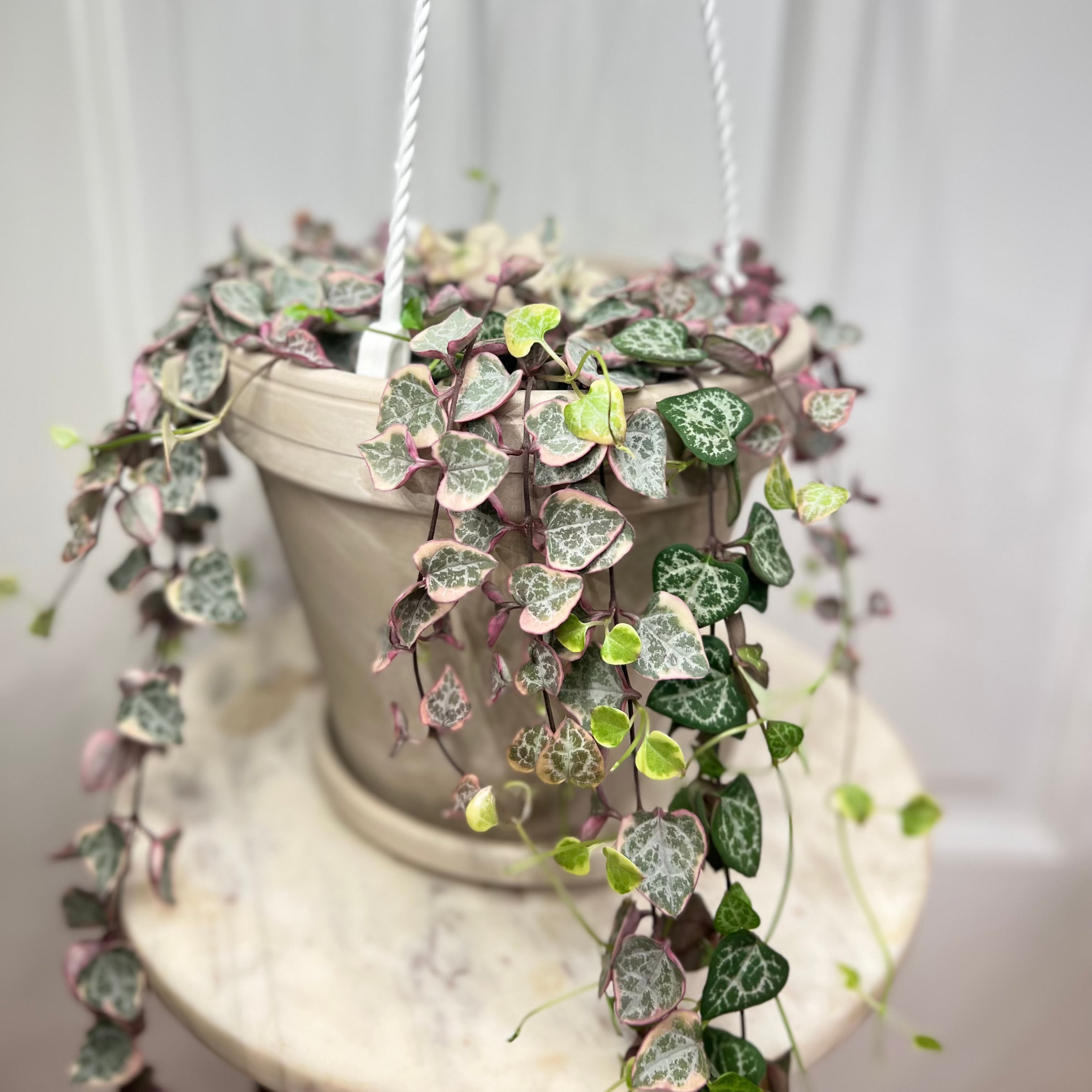 Variegated String of Hearts