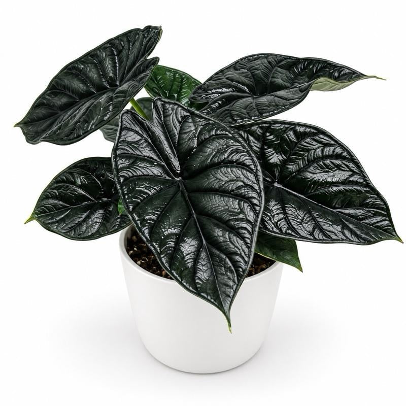 Alocasia Baginda 'Dragon Scale'