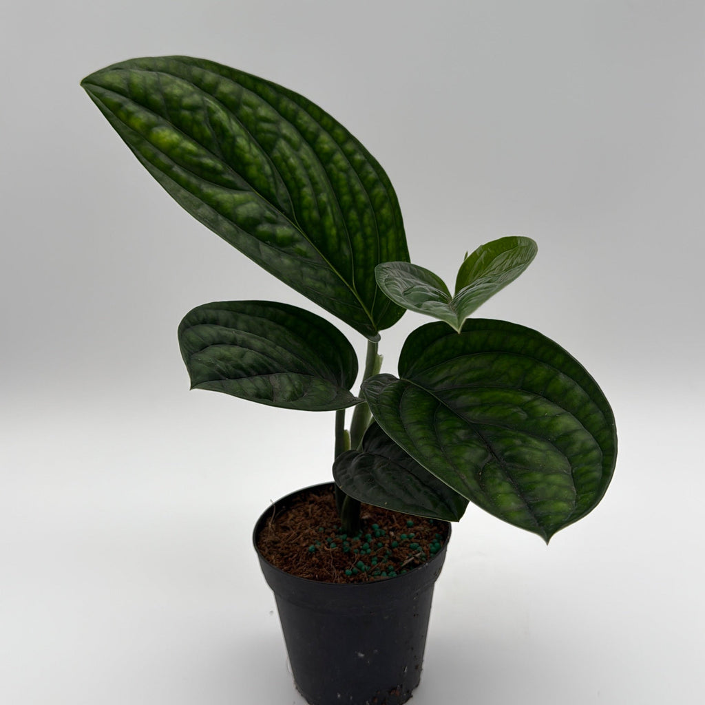 Monstera Peru