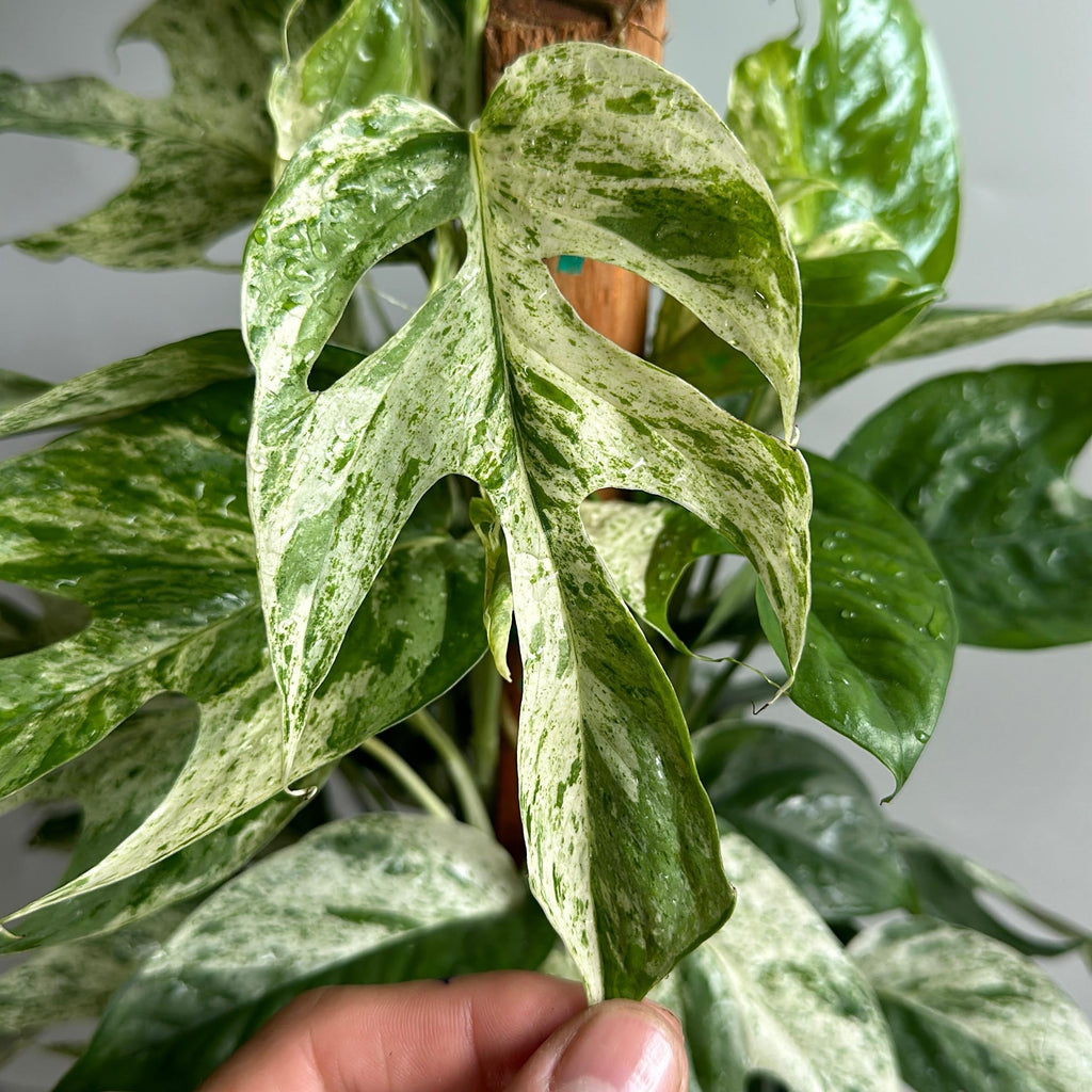 Epipremnum Pinnatum Marble Flame