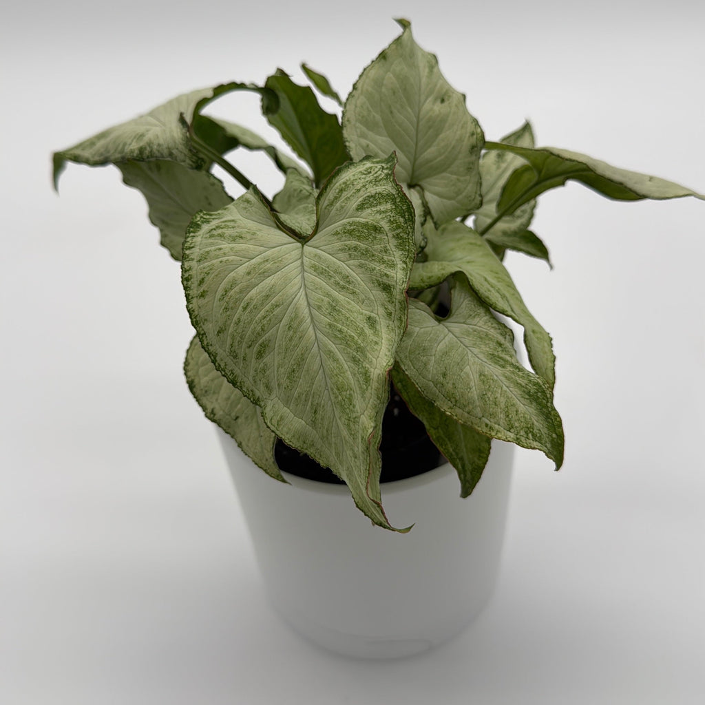 Syngonium Holly