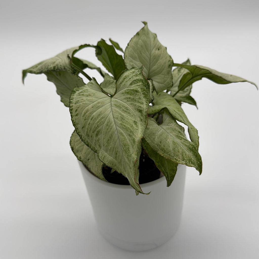 Syngonium Holly