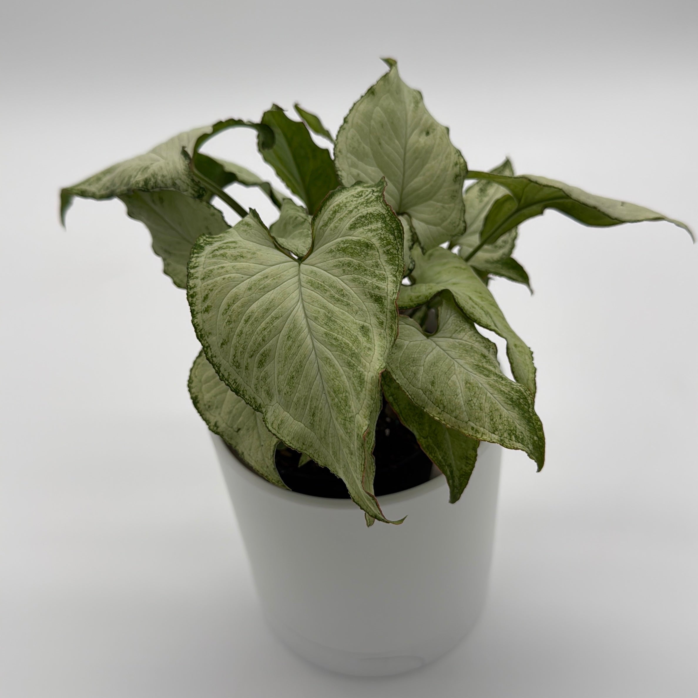 Syngonium Holly