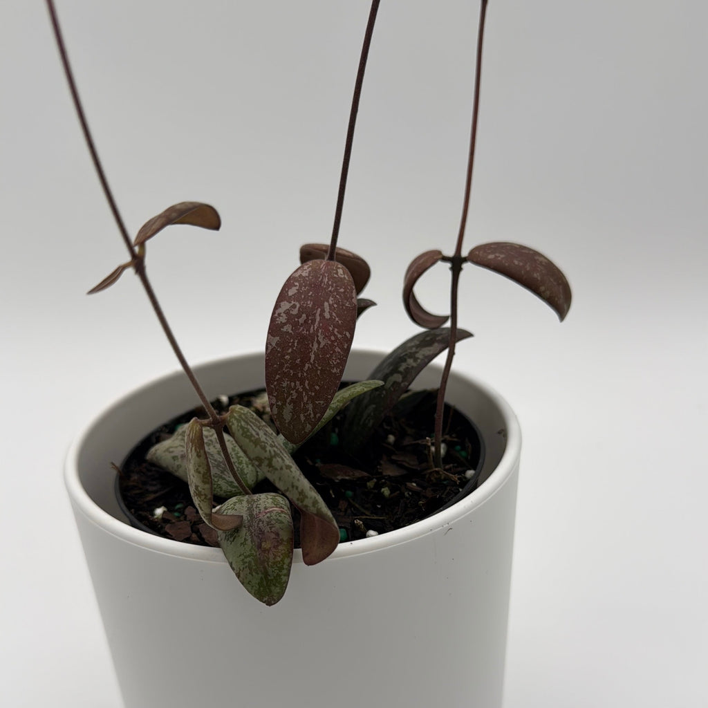 Hoya Sigilatis 'Borneo'