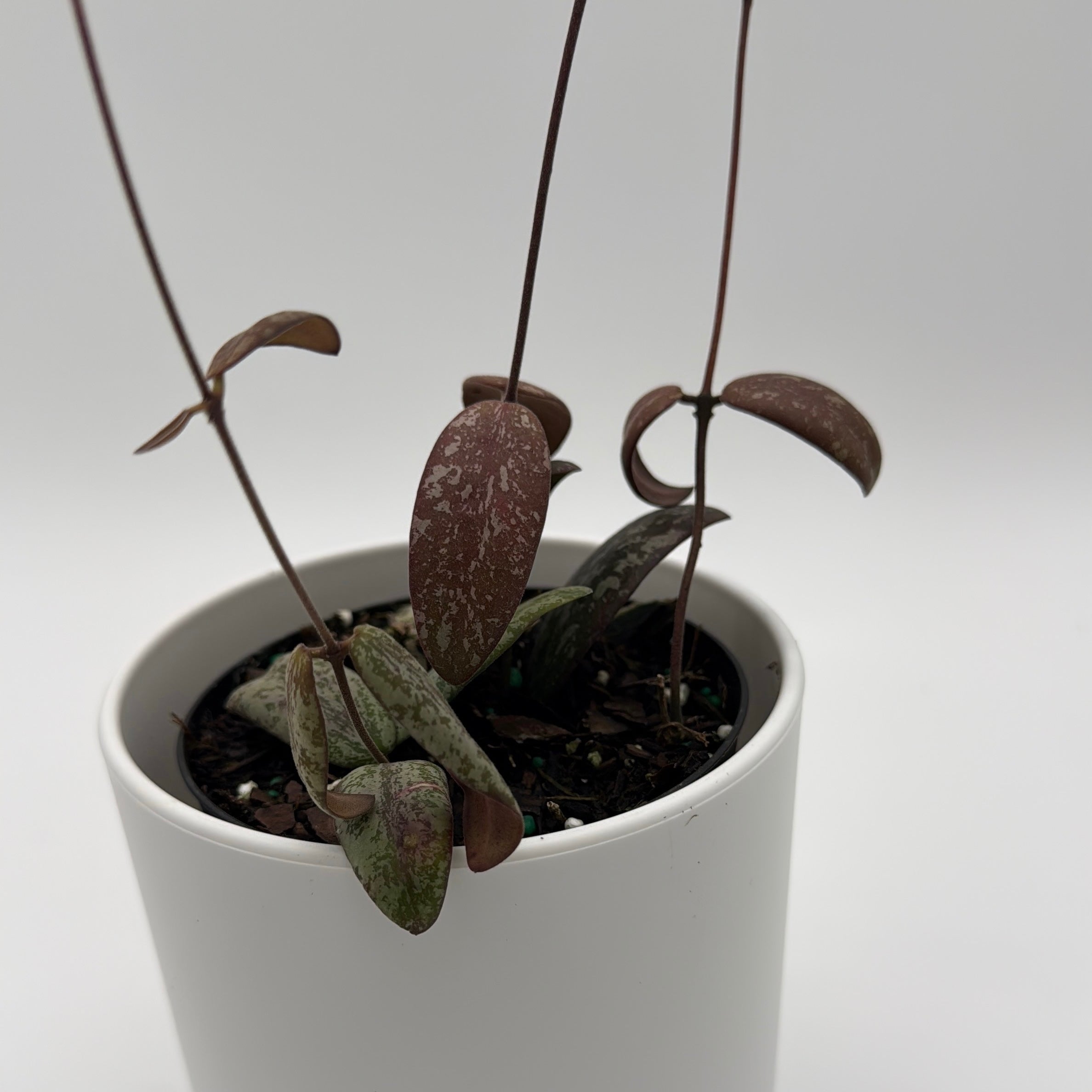 Hoya Sigilatis 'Borneo'