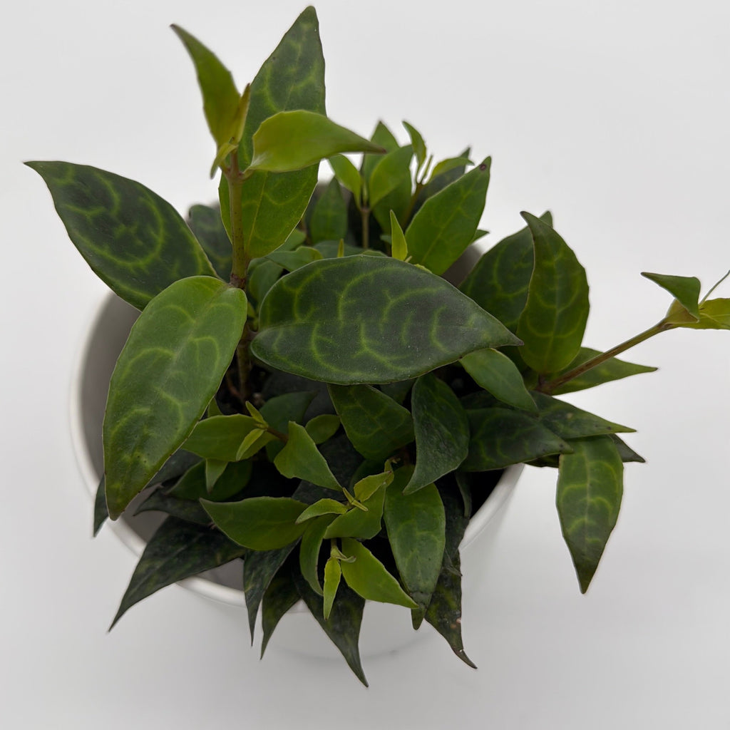 Aeschynanthus Lipstick Plant 'Black Pagoda'