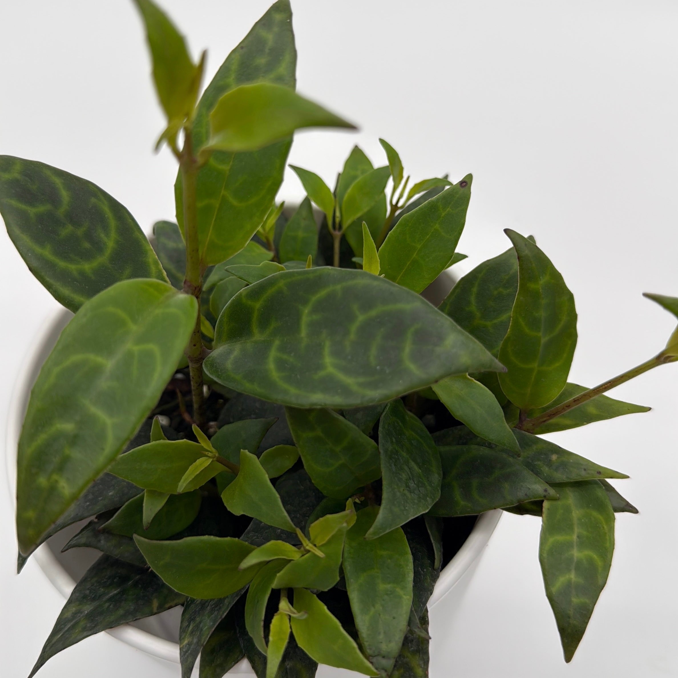 Aeschynanthus Lipstick Plant 'Black Pagoda'