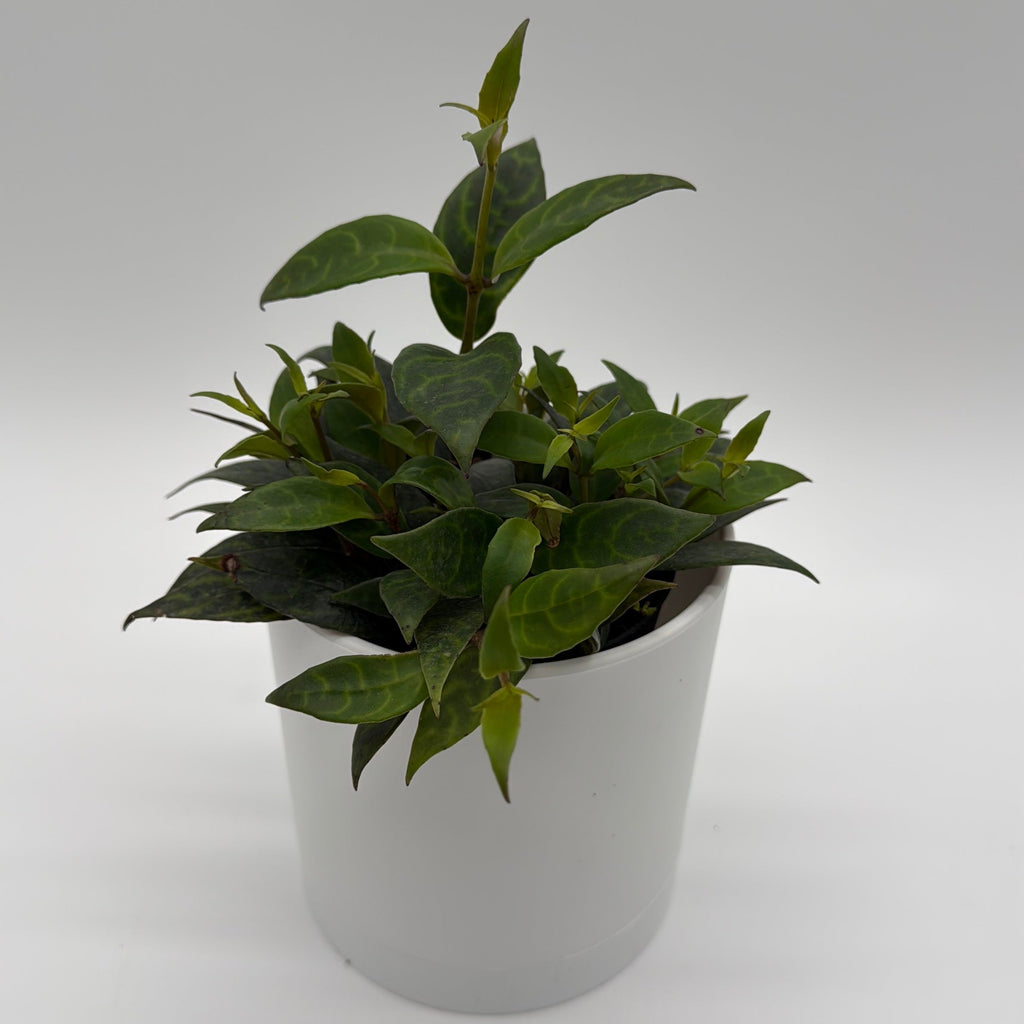 Aeschynanthus Lipstick Plant 'Black Pagoda'