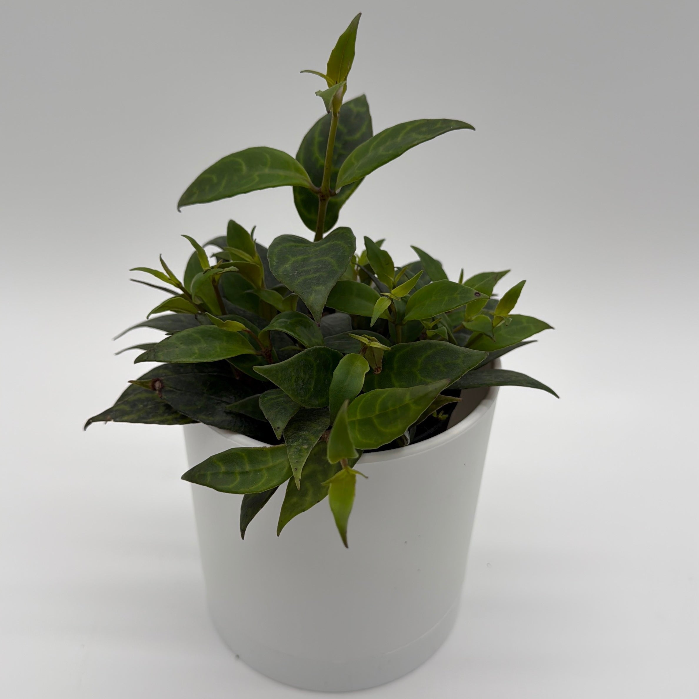 Aeschynanthus Lipstick Plant 'Black Pagoda'