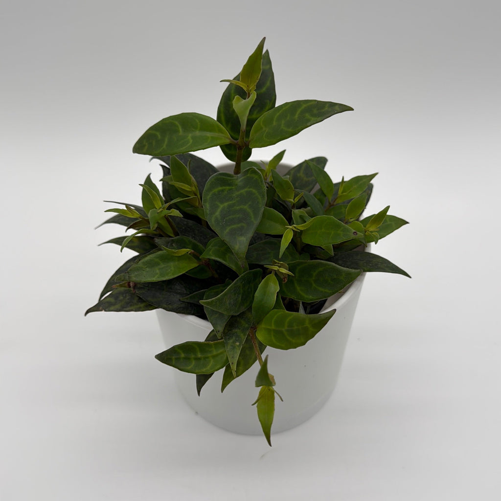 Aeschynanthus Lipstick Plant 'Black Pagoda'