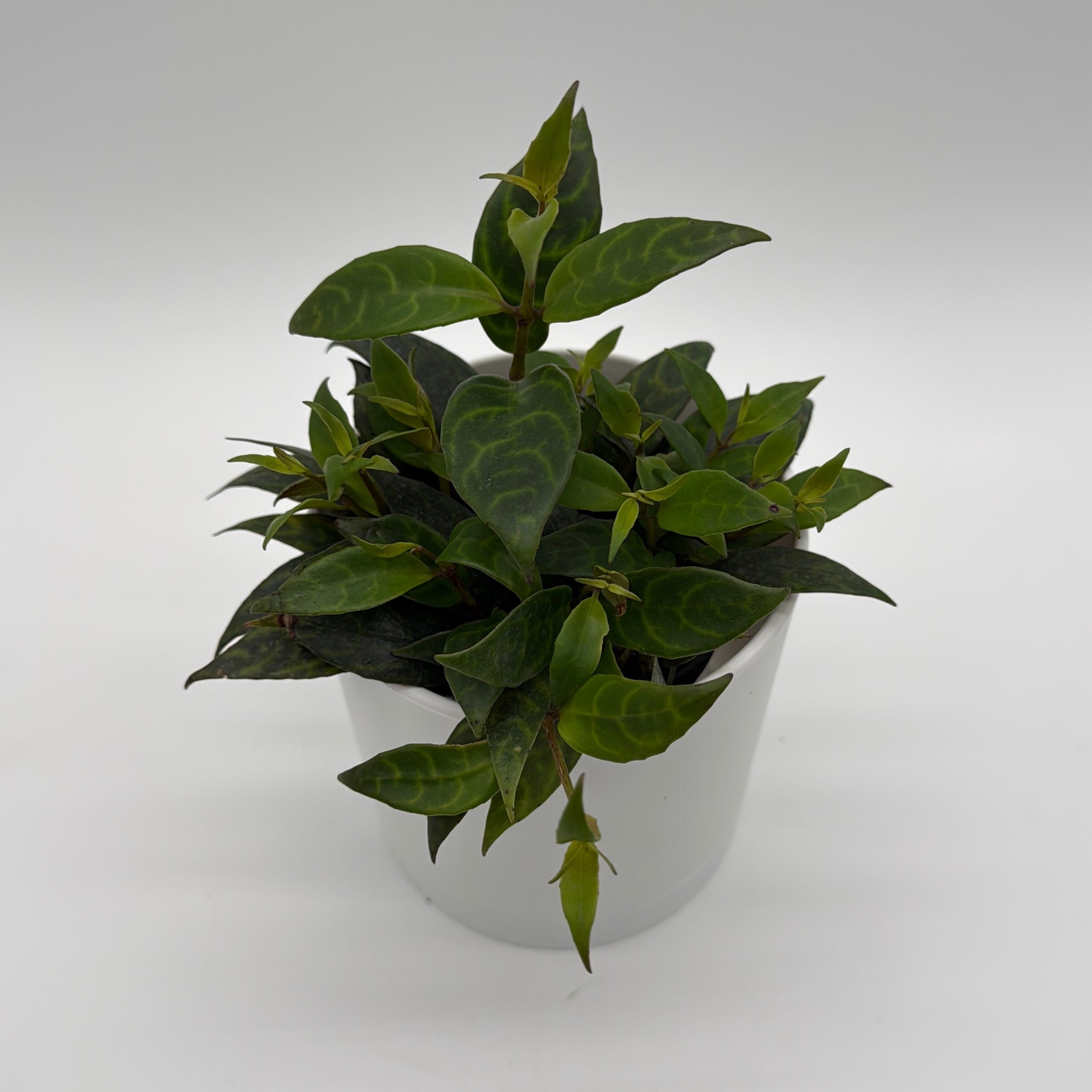 Aeschynanthus Lipstick Plant 'Black Pagoda'