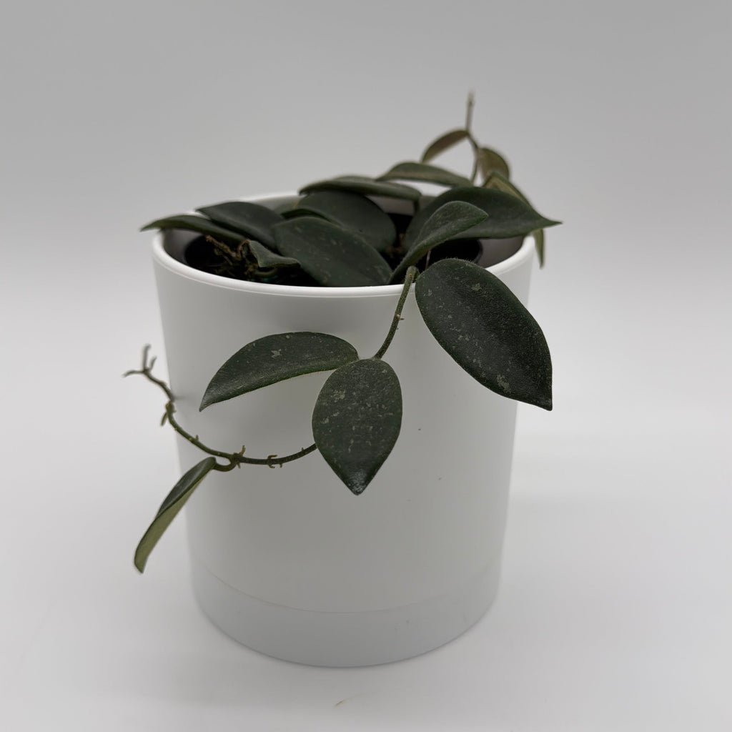 Hoya Thomsonii