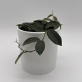 Hoya Thomsonii