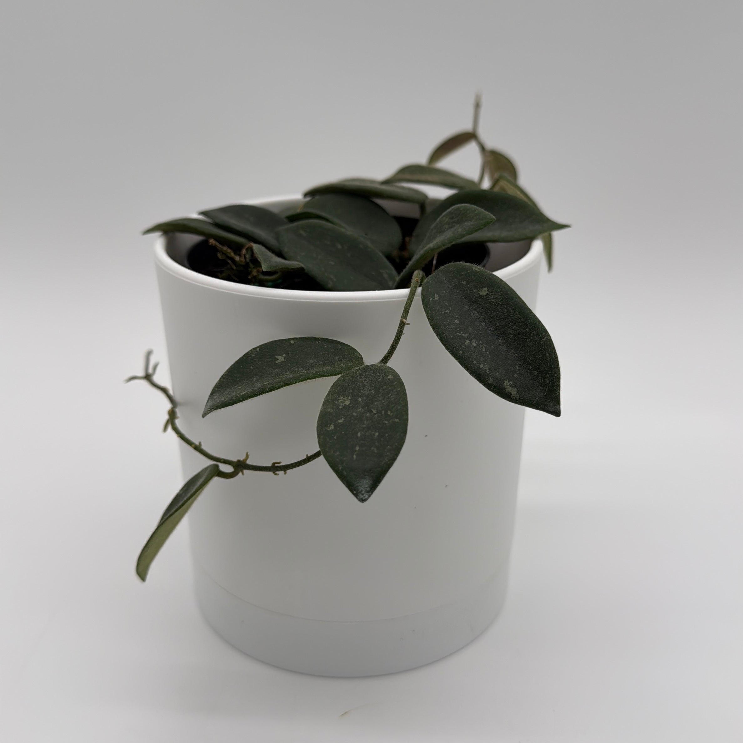 Hoya Thomsonii