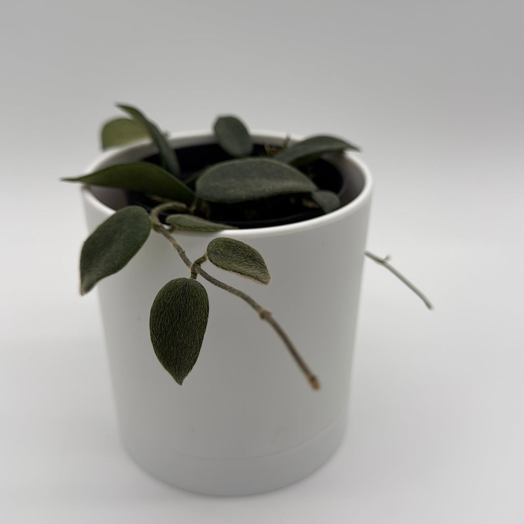 Hoya Thomsonii