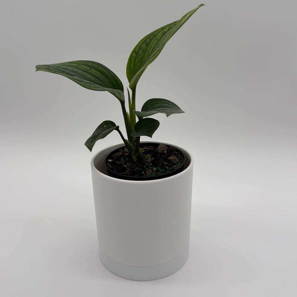 Monstera Pinnatipartita
