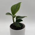 Monstera Pinnatipartita
