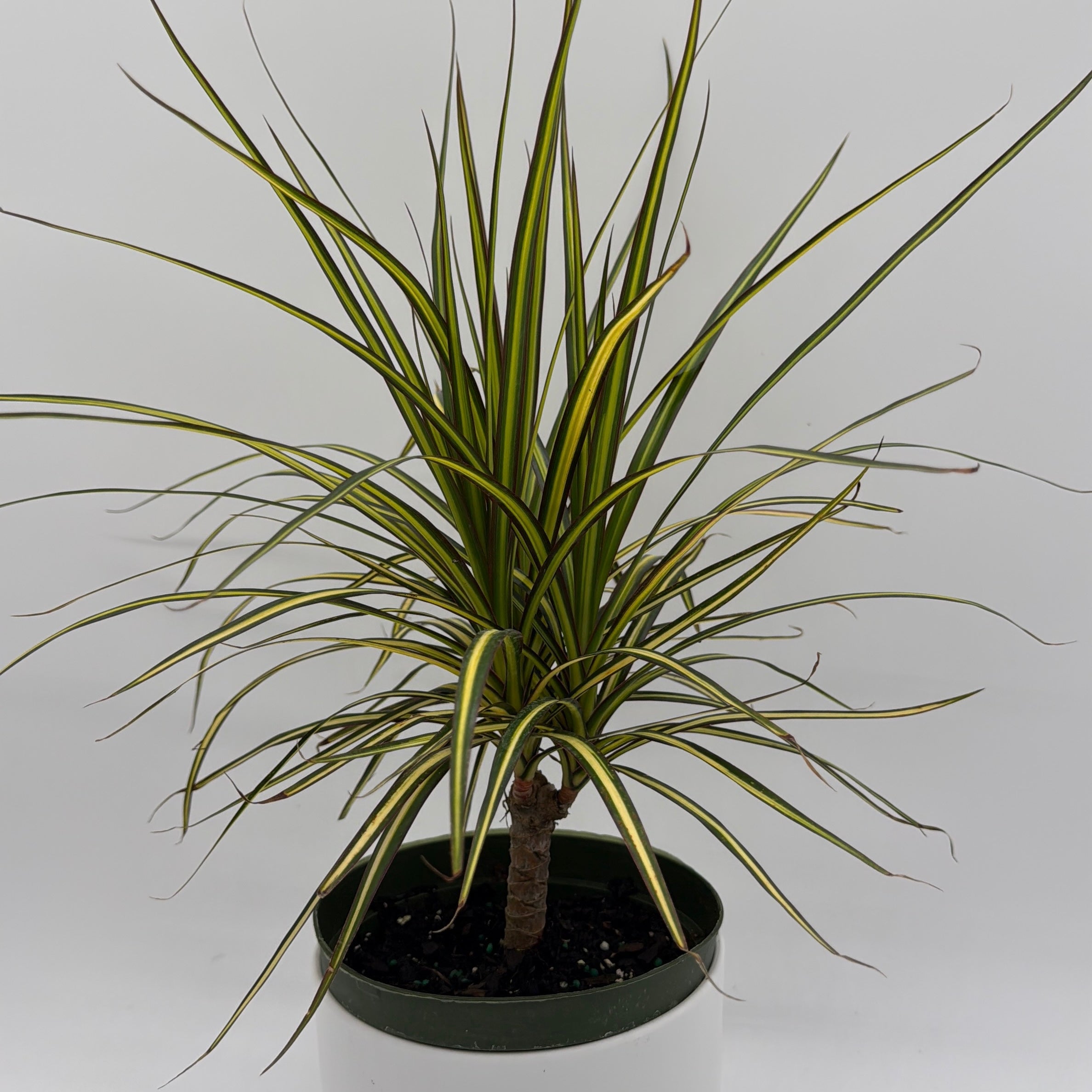 Dracaena Ray Of Sunshine
