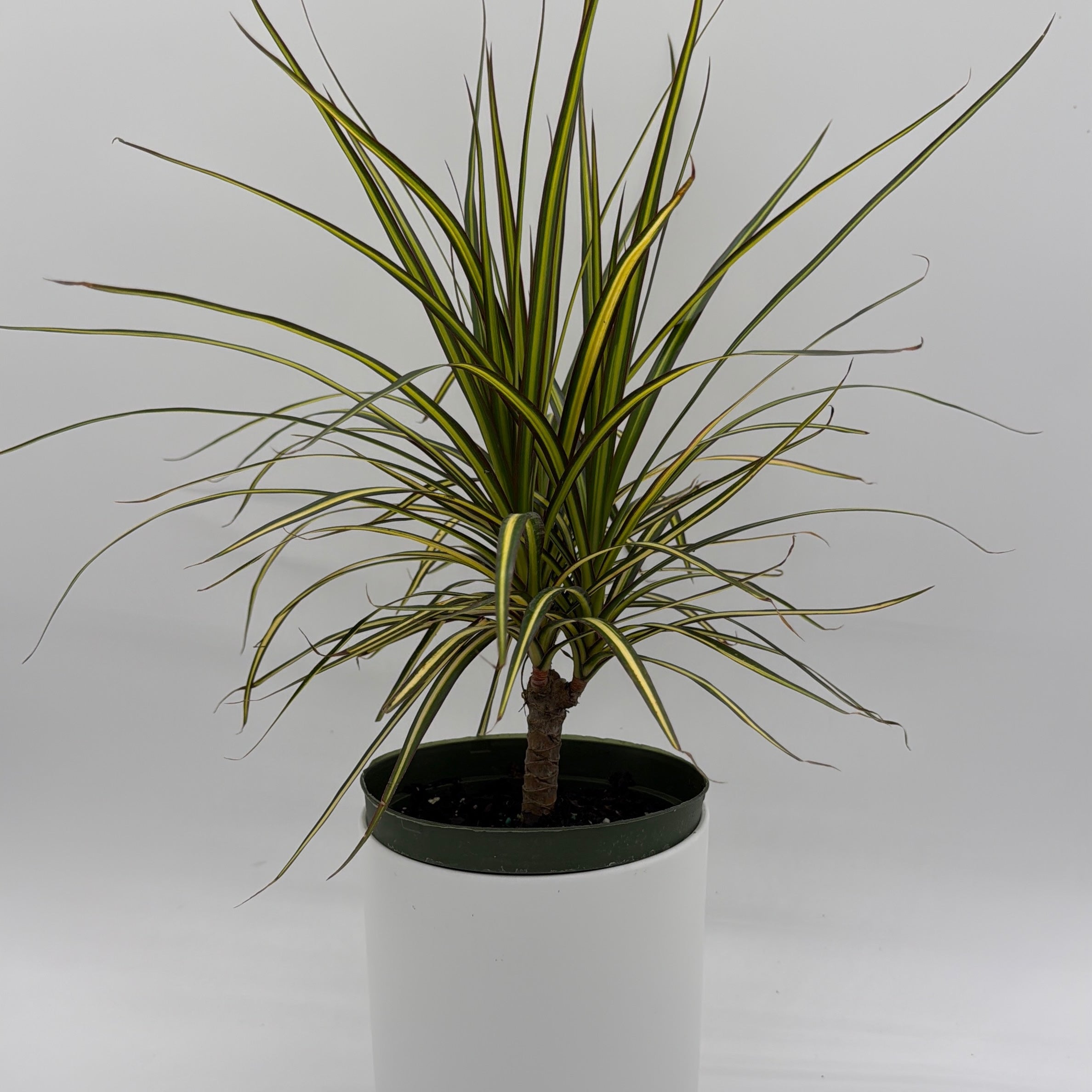 Dracaena Ray Of Sunshine