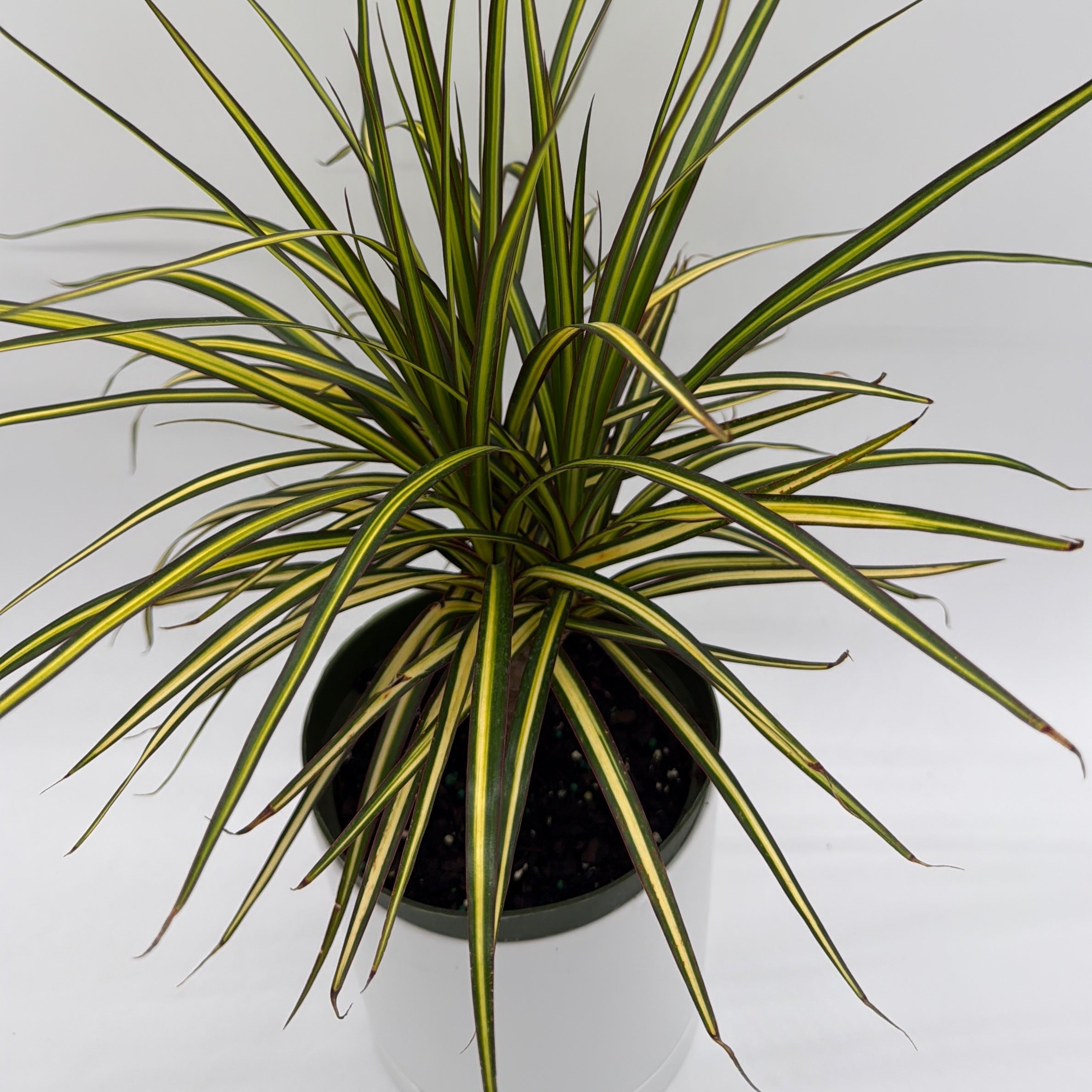 Dracaena Ray Of Sunshine