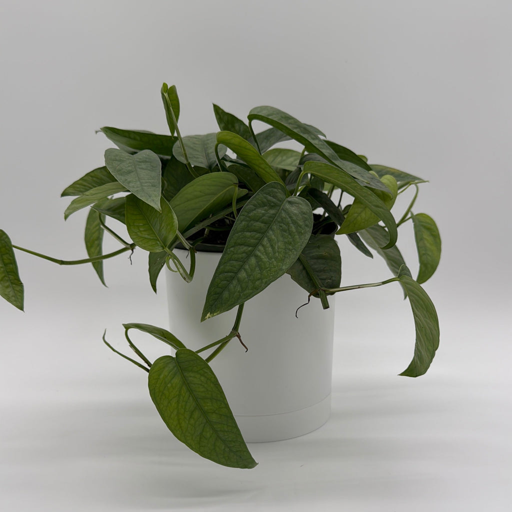 Pothos Cebu Blue