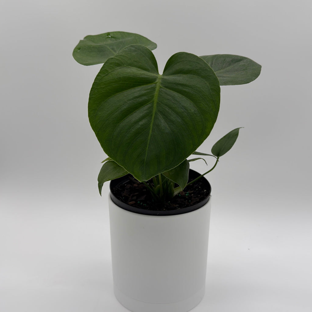 Monstera Deliciosa