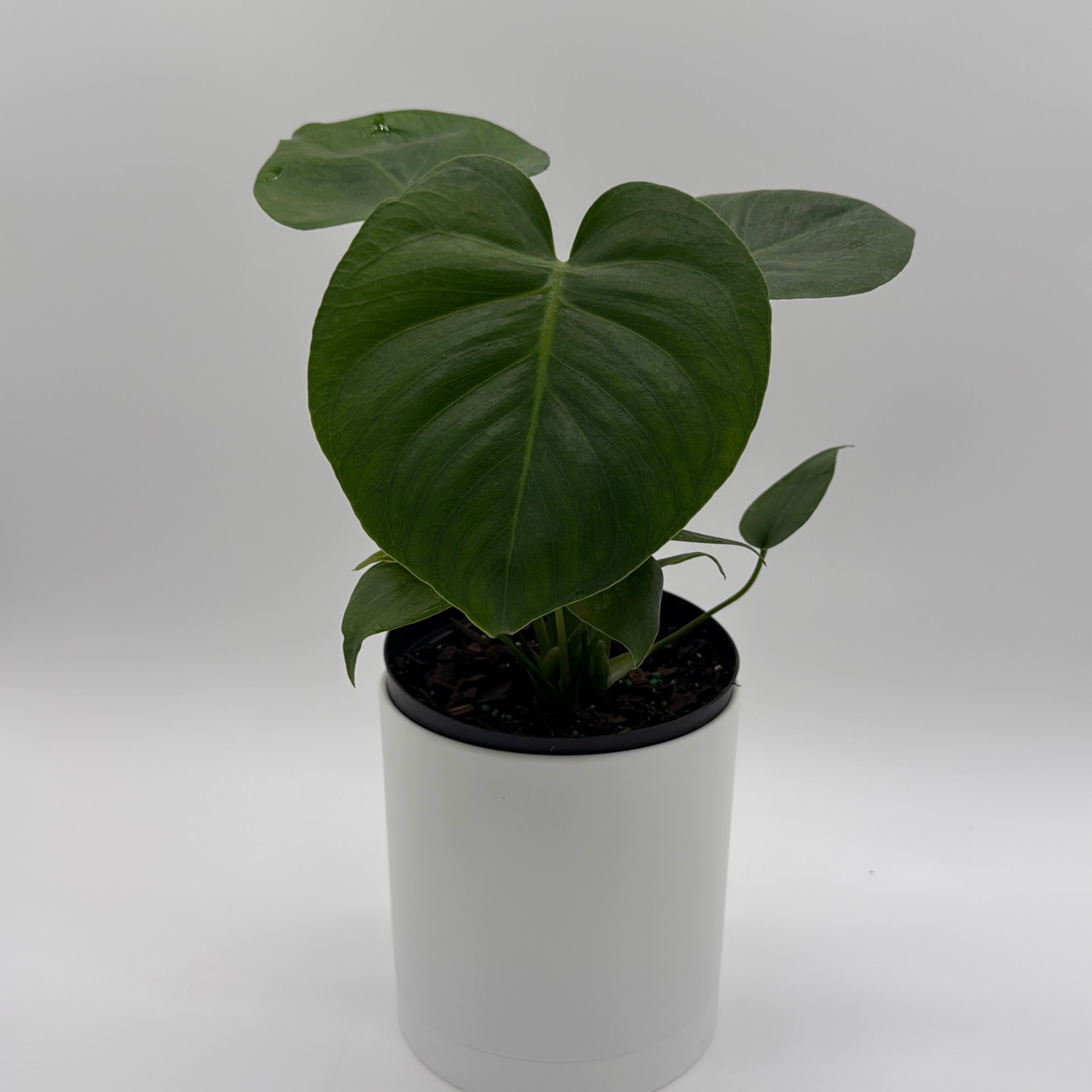 Monstera Deliciosa